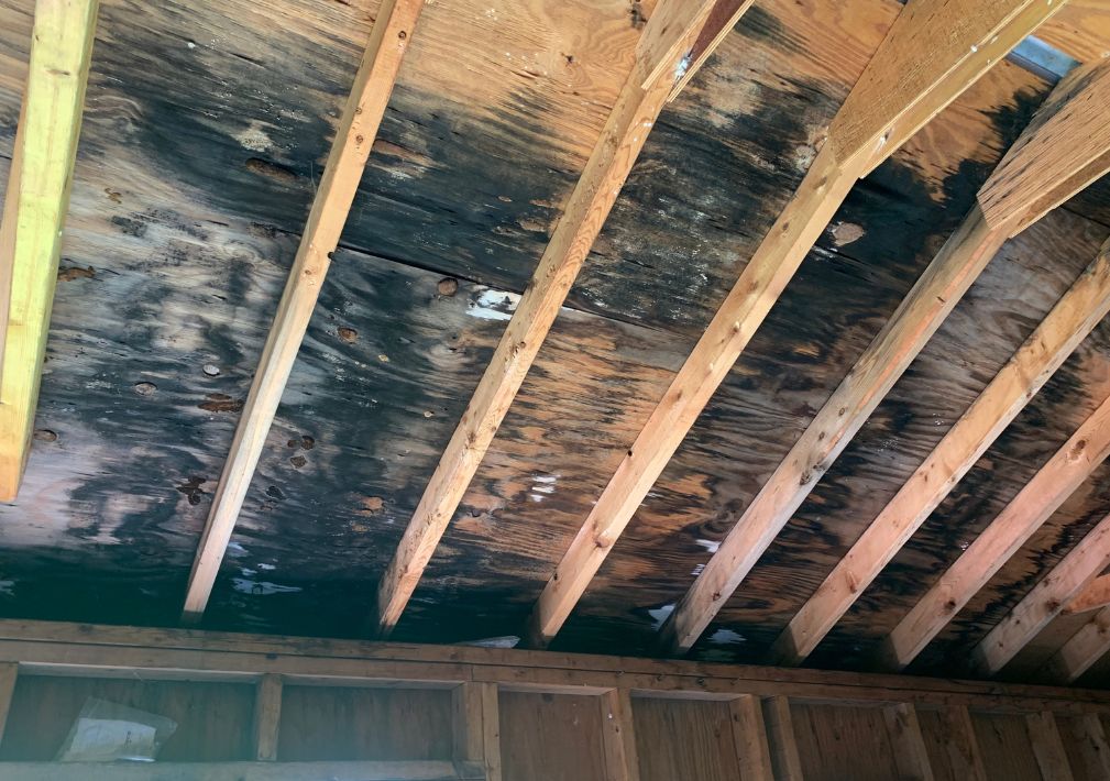 What Is The Average Cost Of Mold Restoration In Estero Fl