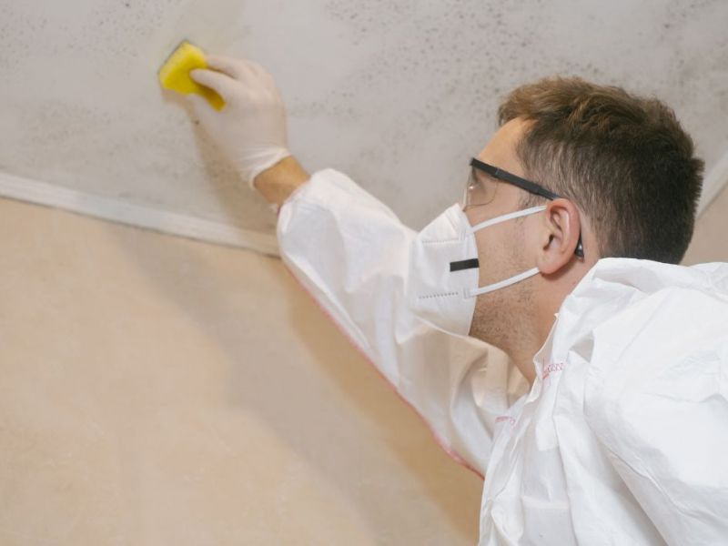 What Is The Average Cost Of Mold Remediation In Bonita Springs Fl