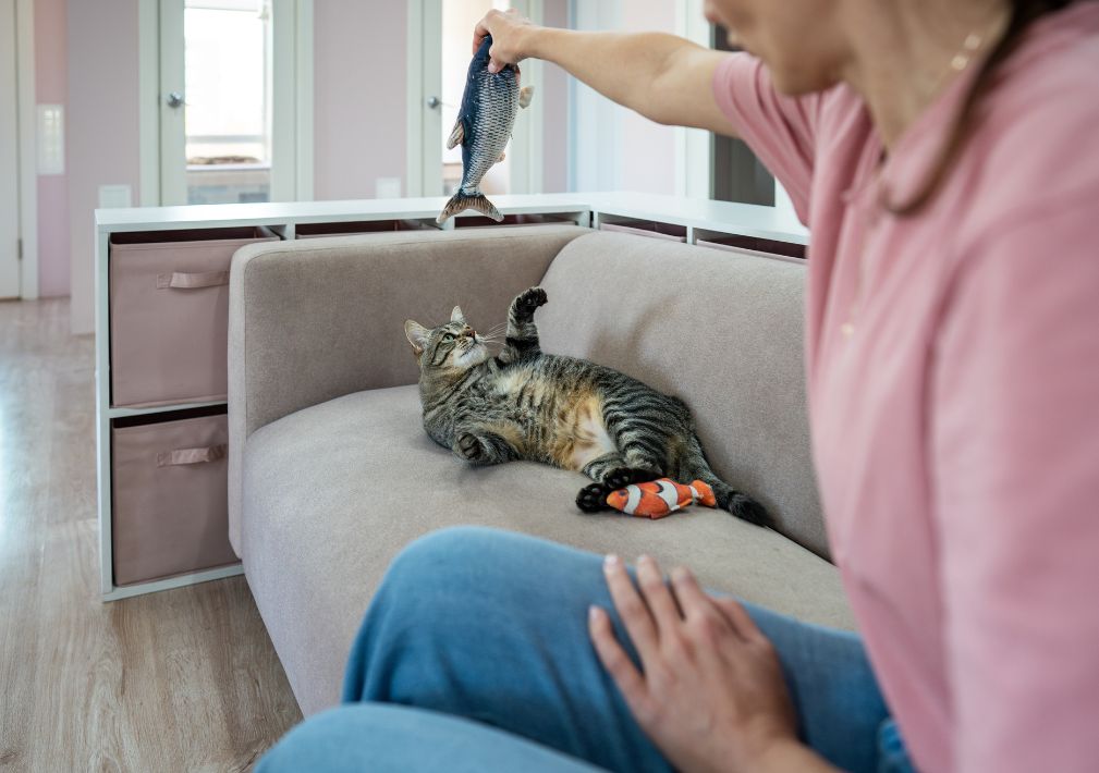 What Is The Average Cost Of Odor Removal In Wildwood Mo