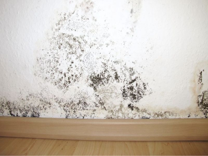 What Is The Average Cost Of Mold Remediation In Creve Coeur