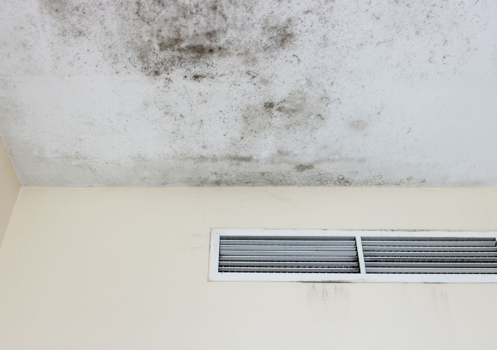What Is The Average Cost Of Mold Remediation In Danbury Ct
