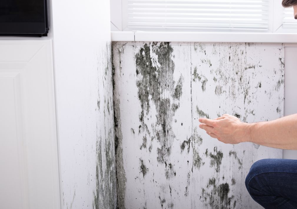 What Is The Average Cost Of Mold Removal In New Milford