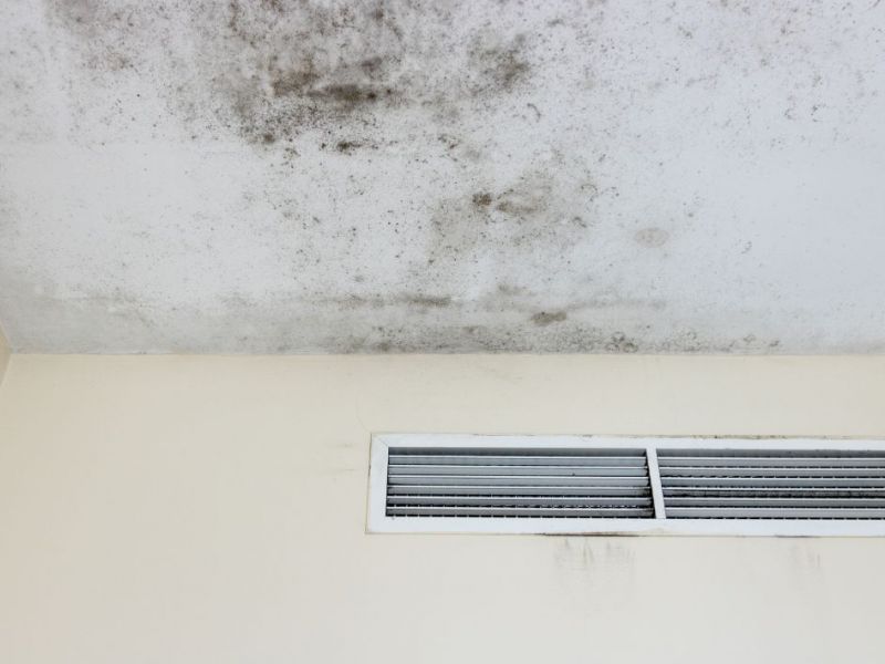 What Is The Average Cost Of Mold Remediation In Danbury Ct