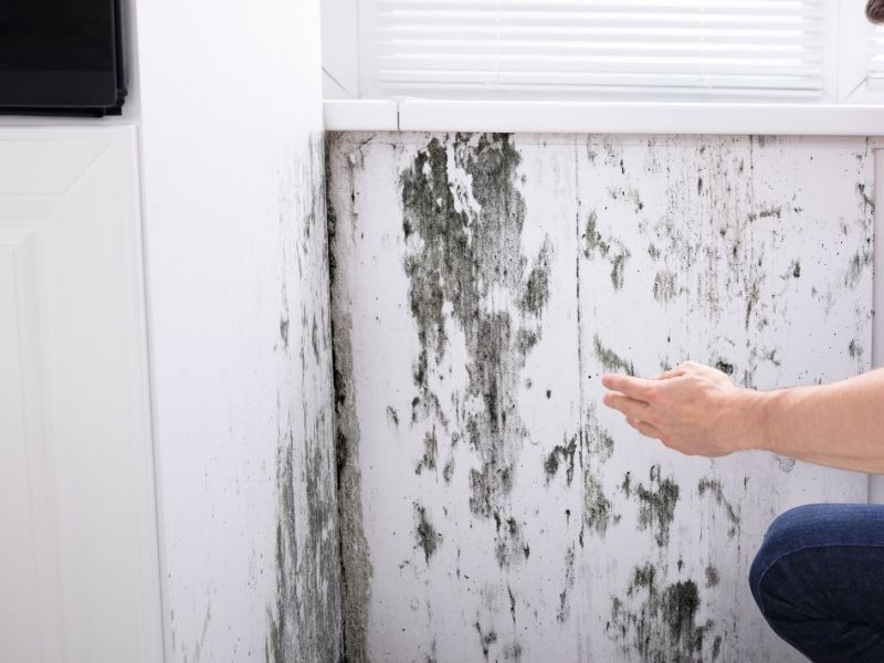 What Is The Average Cost Of Mold Removal In New Milford
