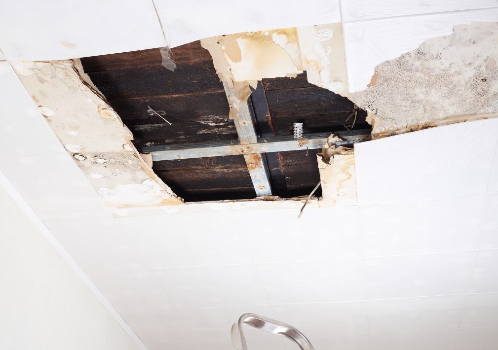 What Is The Average Cost Of Mold Remediation In Dawson Ga