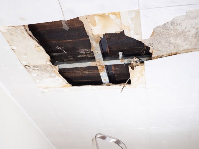 What Is The Average Cost Of Mold Remediation In Dawson Ga