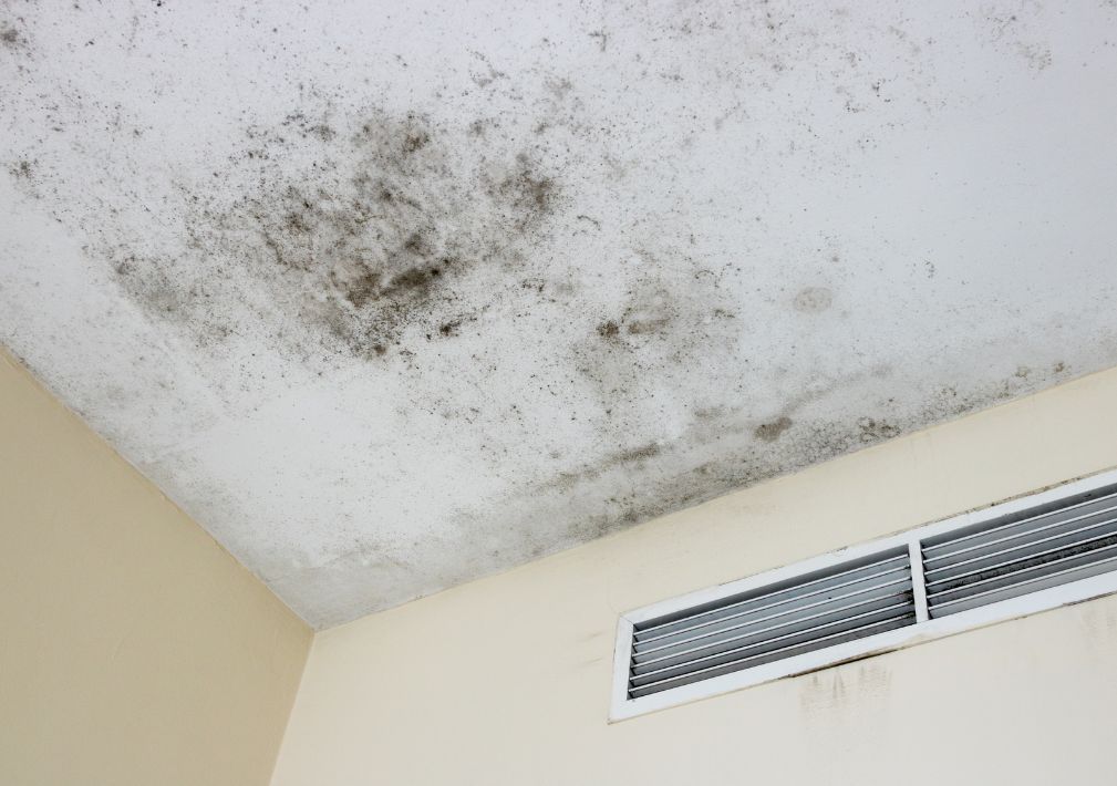 What Is The Average Cost Of Mold Remediation In Madeira Beach Fl