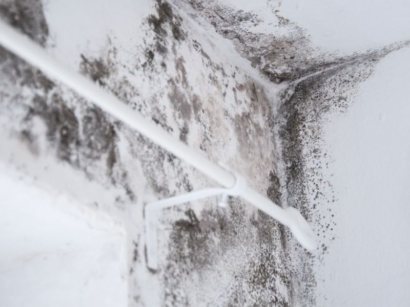 What Is The Average Cost Of Mold Removal In Safety Harbor Fl