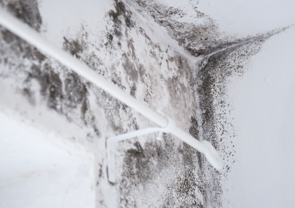 What Is The Average Cost Of Mold Removal In Safety Harbor Fl