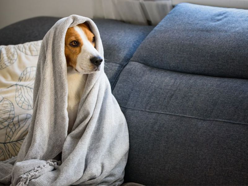 What Is The Average Cost Of Odor Removal In Largo Fl