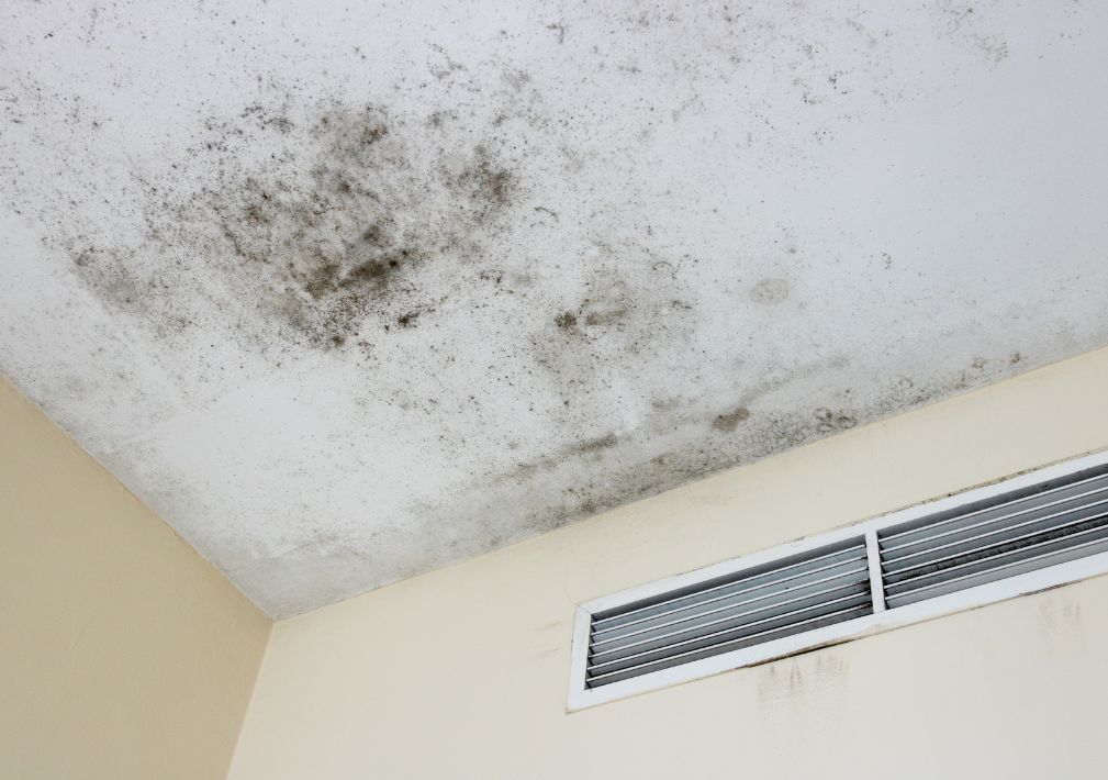 What Is The Average Cost Of Mold Restoration In Flowing Wells