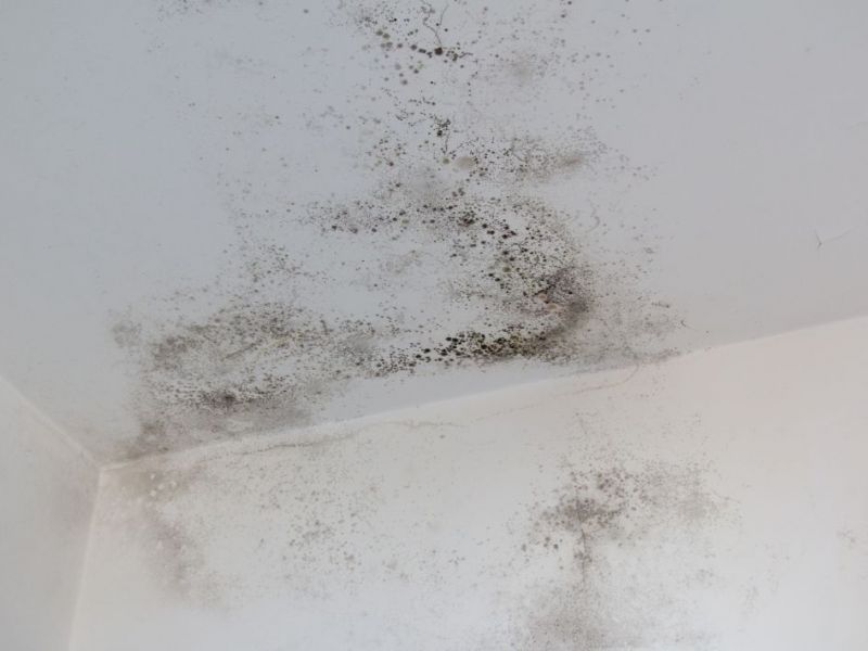 What Is The Average Cost Of Mold Restoration In Gilmer Tx