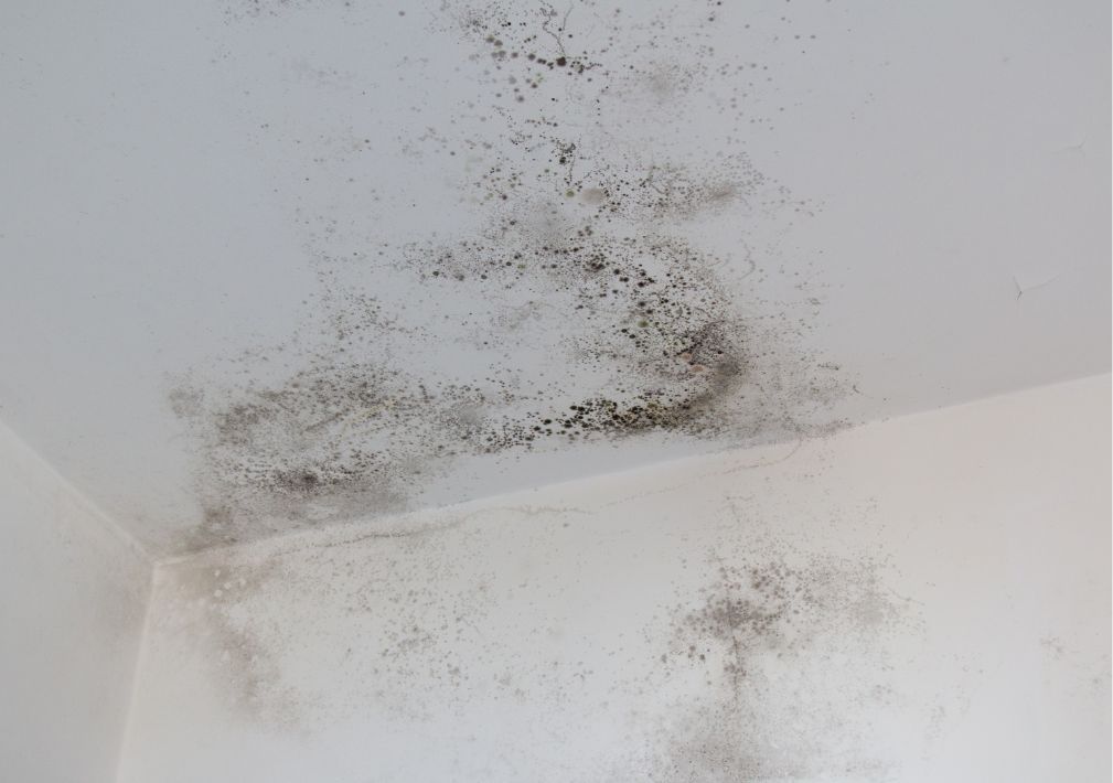 What Is The Average Cost Of Mold Restoration In Gilmer Tx