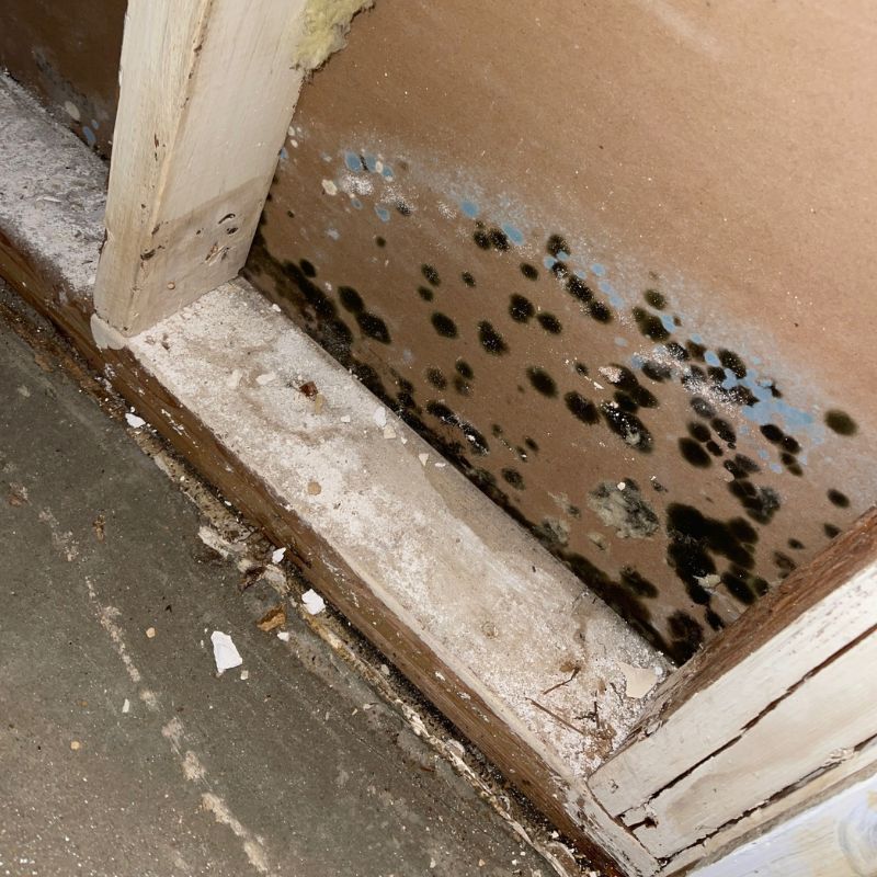 Commercial Mold Remediation For Springfield Businesses