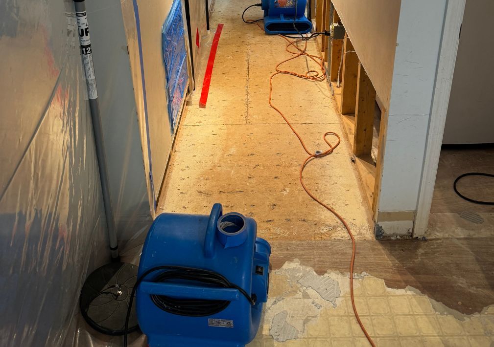 What Is The Average Cost Of Mold Remediation In Arlington