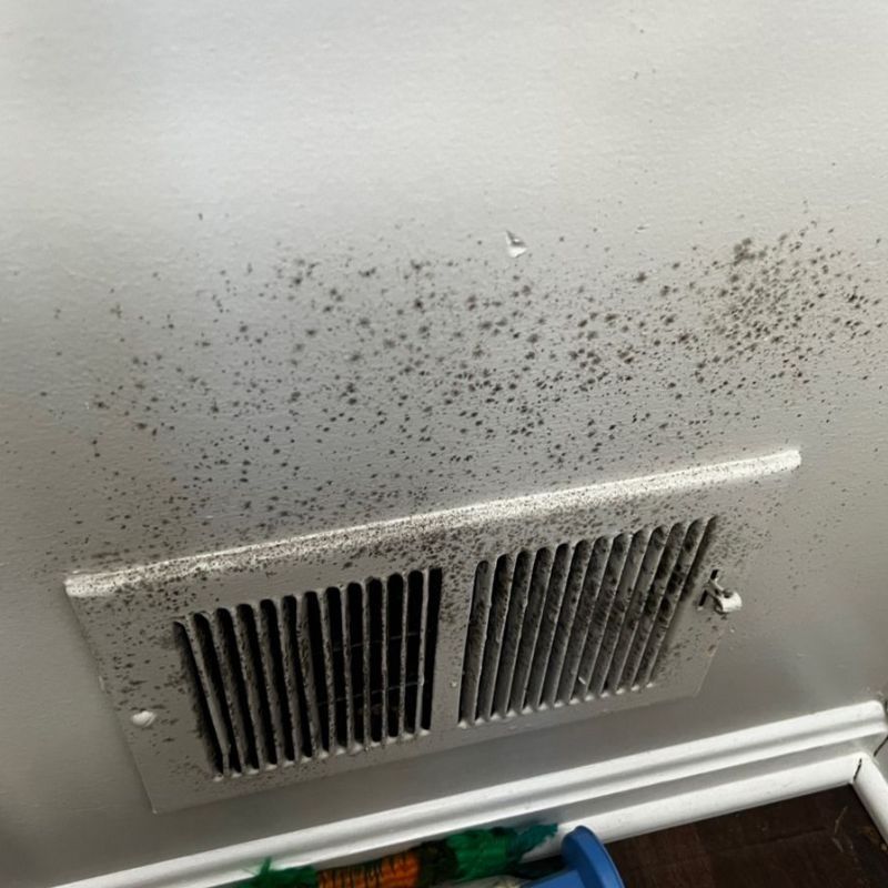 Professional Mold Remediation Services In Springfield Va