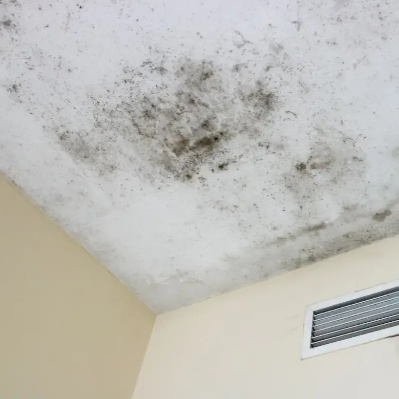 Professional Mold Remediation Service In Cranfills Gap, TX