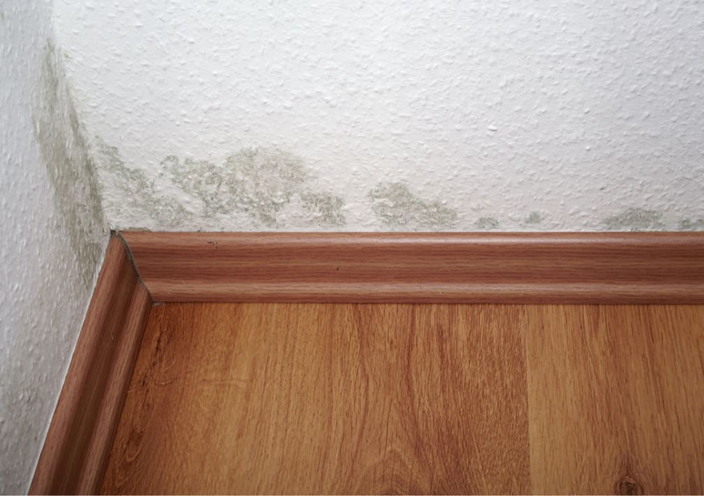 What Is The Average Cost Of Mold Remediation In Chatfield Tx