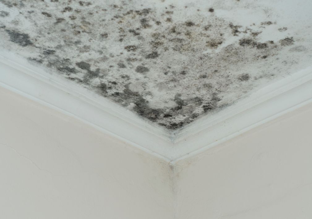 What Is The Average Cost Of Mold Remediation In Abbott Tx