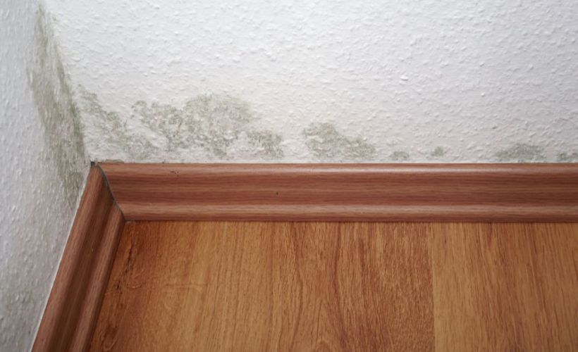 What Is The Average Cost Of Mold Remediation In Chatfield Tx