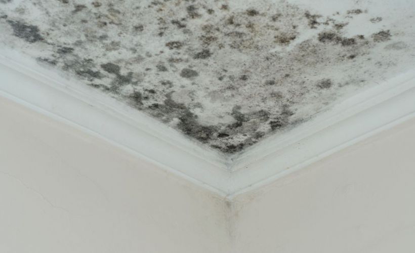 What Is The Average Cost Of Mold Remediation In Abbott Tx