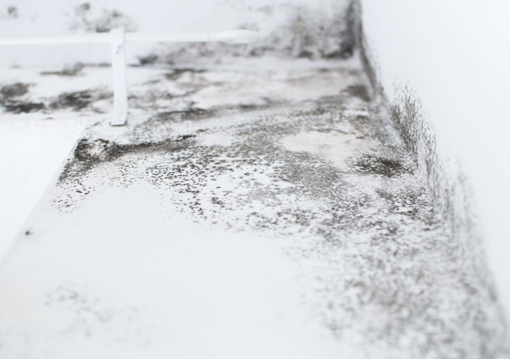 What Is The Average Cost Of Mold Remediation In Plant City Fl