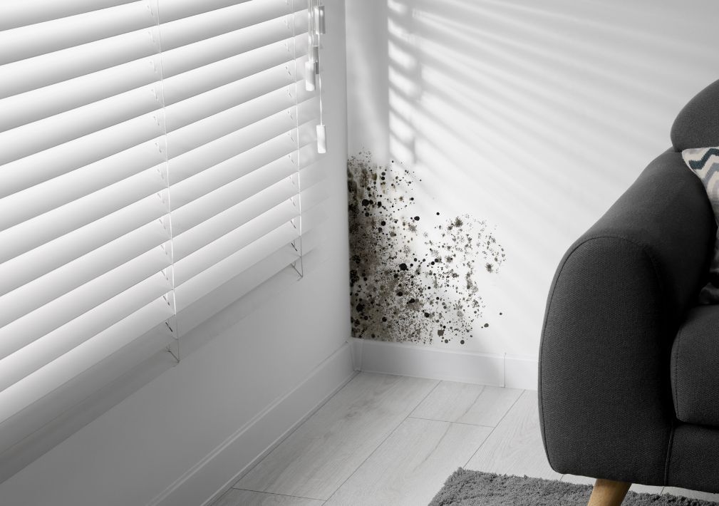 What Is The Average Cost Of Mold Remediation In Lakeway Tx