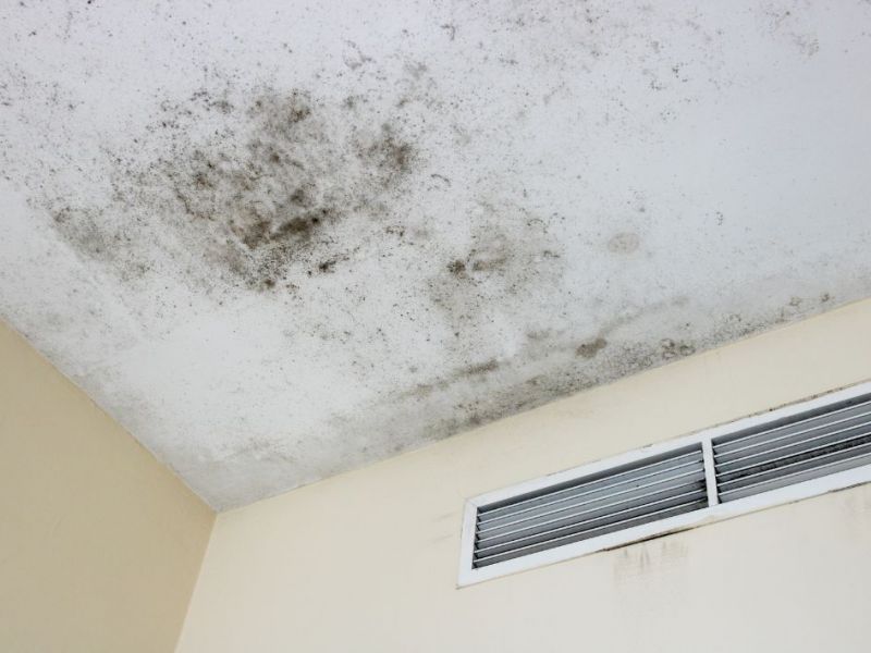What Is The Average Cost Of Mold Damage Restoration In Round Rock