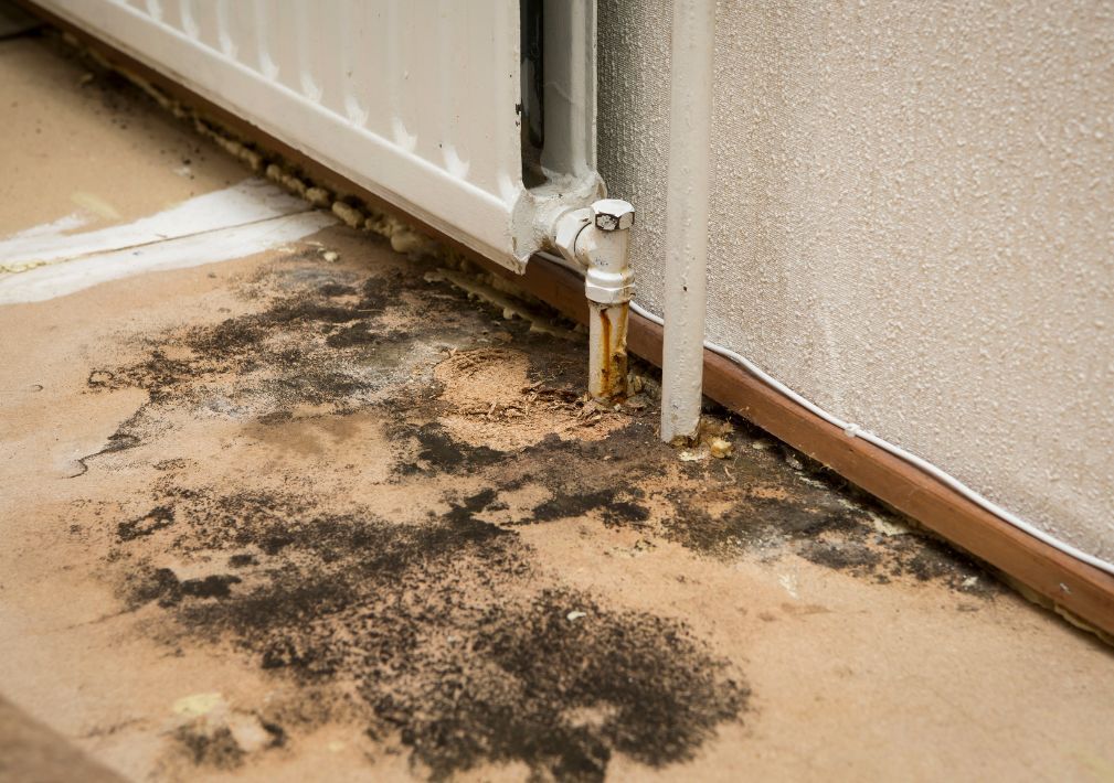 What Is The Average Cost Of Mold Remediation In Sudbury Ma