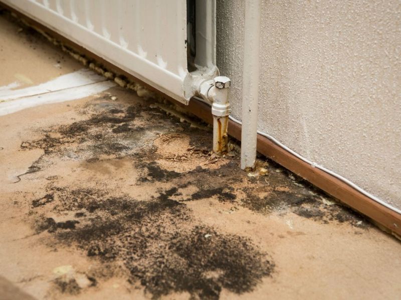 What Is The Average Cost Of Mold Remediation In Sudbury Ma