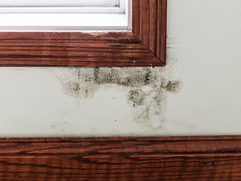 What Is The Average Cost Of Mold Remediation In Shallotte Nc