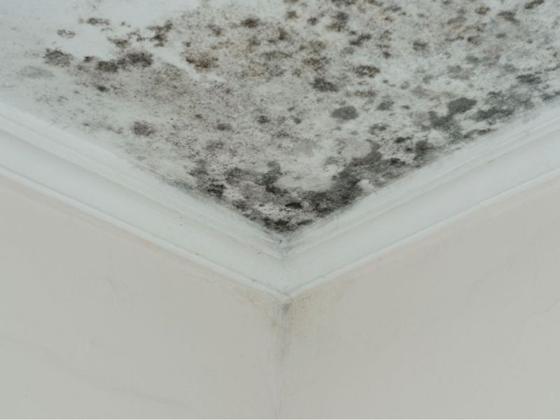 What Is The Average Cost Of Mold Removal In Leland