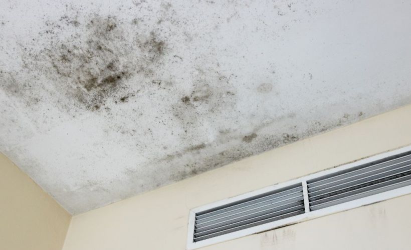 What Is The Average Cost Of Mold Remediation In New Berlin Wi