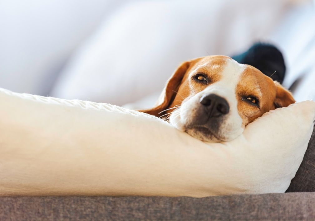 How To Get Rid Of Pet Odors And Mystery Smells From Upholstery