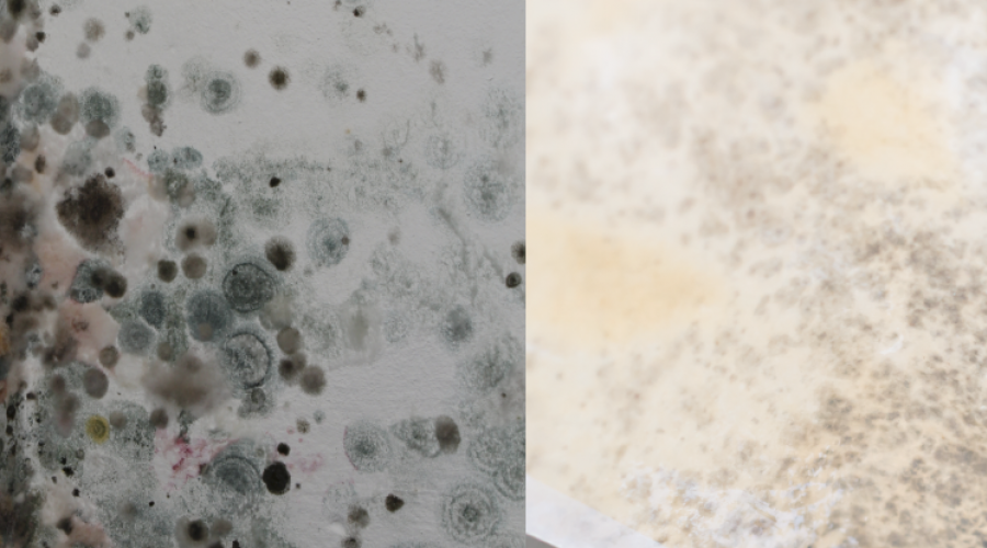 Black Mold Vs White Mold
