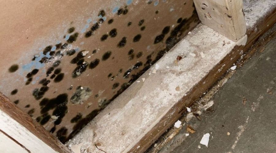 What Is Black Mold And What Does It Look Like