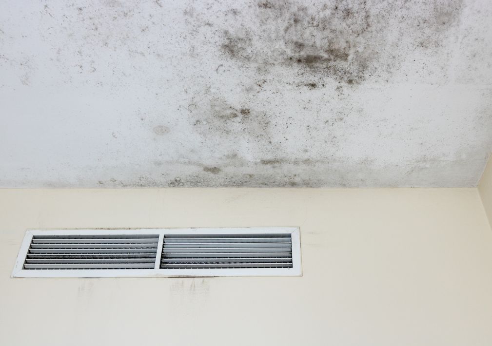 Common Types Of Household Mold And How Professionals Remove Them