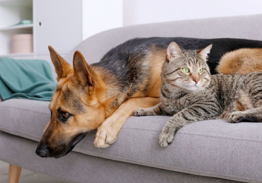 How To Remove Dog Urine Odors From Upholstery