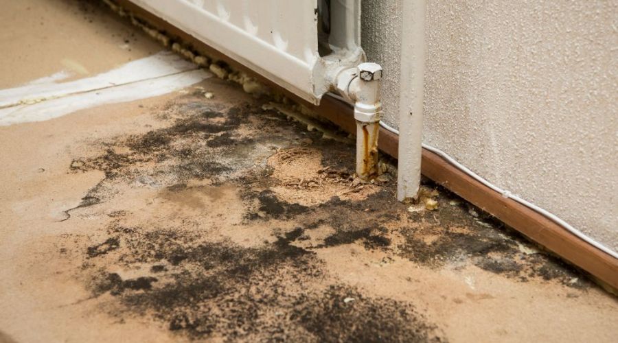 When Is Mold Remediation Required