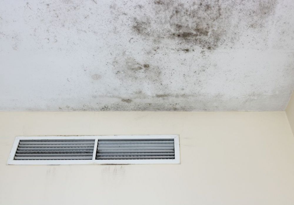 Common Types Of Household Mold And How Professionals Remove Them
