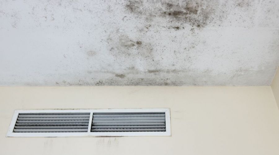 Common Types Of Household Mold And How Professionals Remove Them