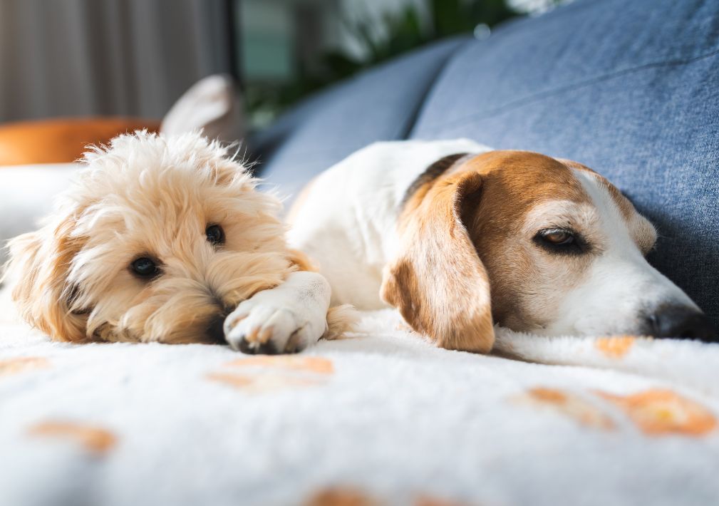 Couch Covered In Pet Hair And Smells Heres How We Fix It