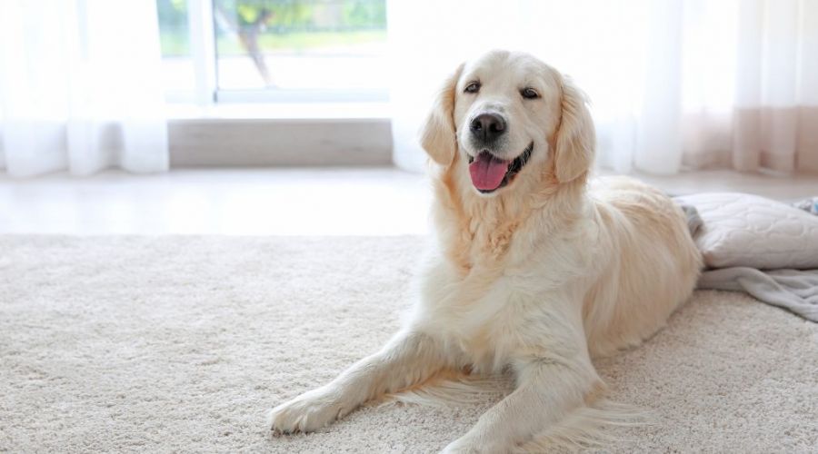 How To Remove Pet Odors And Stains