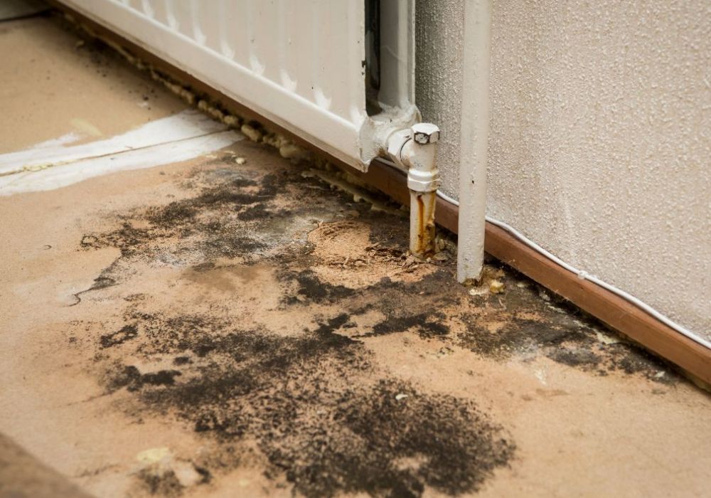 When Is Mold Remediation Required
