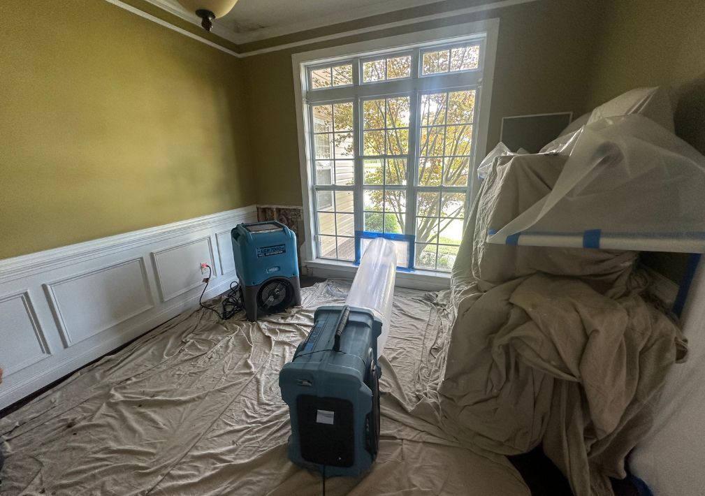 Mold Remediation Vs Mold Removal Whats The Difference
