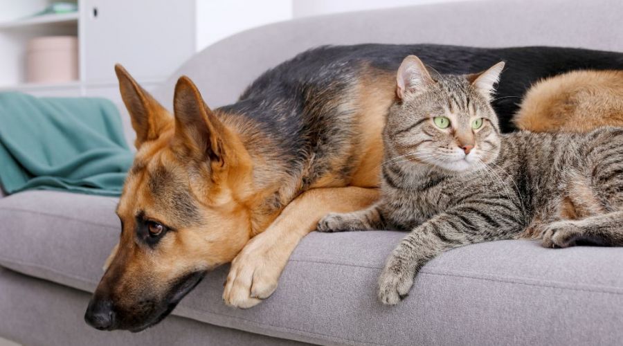 How To Remove Dog Urine Odors From Upholstery