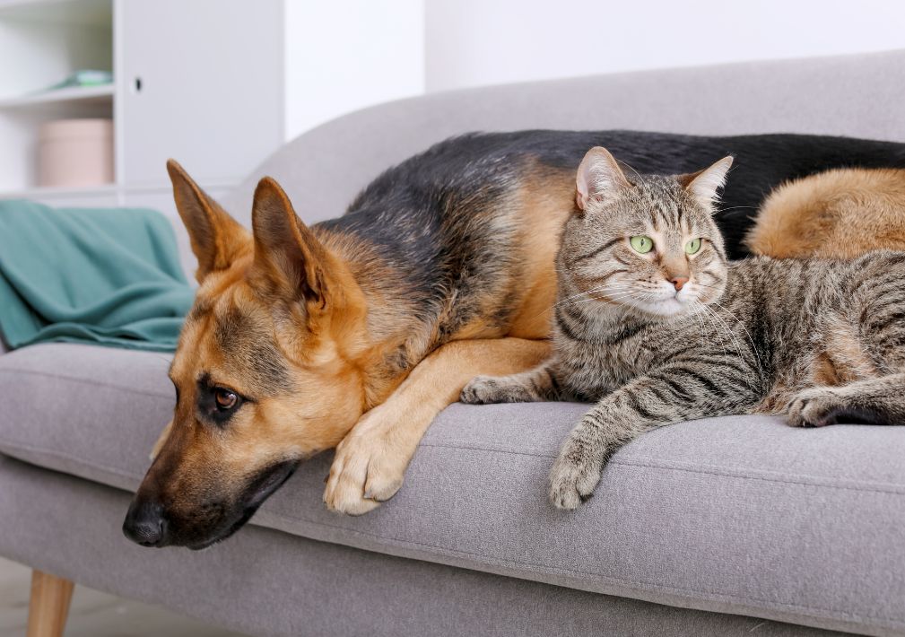 How To Remove Dog Urine Odors From Upholstery