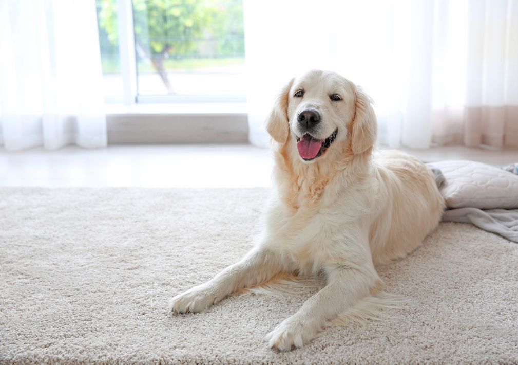 How To Remove Pet Odors And Stains