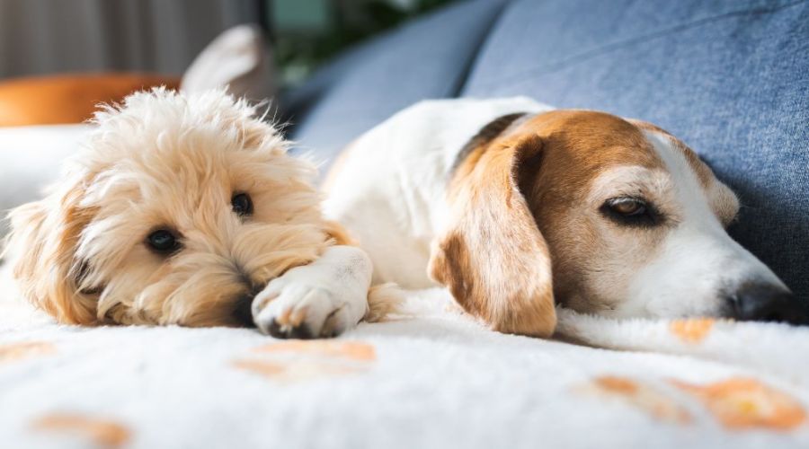 Couch Covered In Pet Hair And Smells Heres How We Fix It