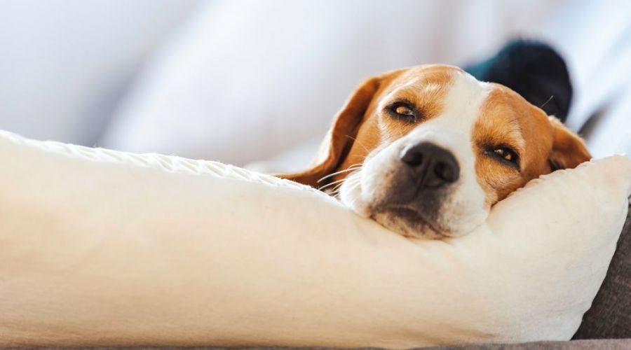 How To Get Rid Of Pet Odors And Mystery Smells From Upholstery